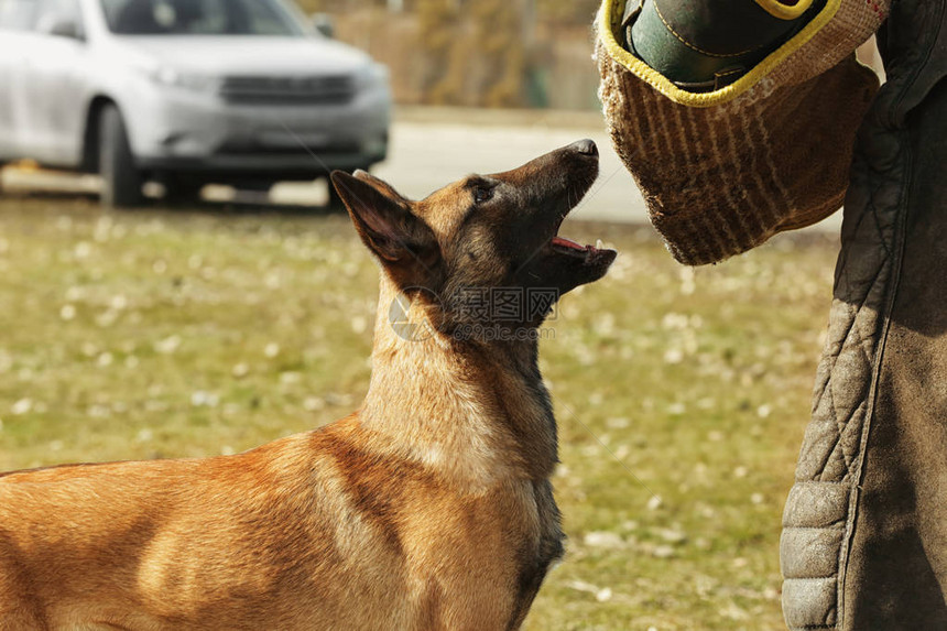 在户外训练工作犬图片