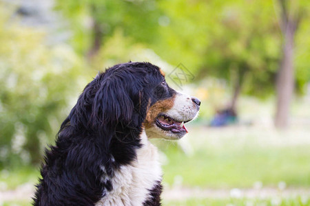 伯恩山犬户外绿草图片