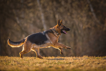 德国牧羊犬在行动图片