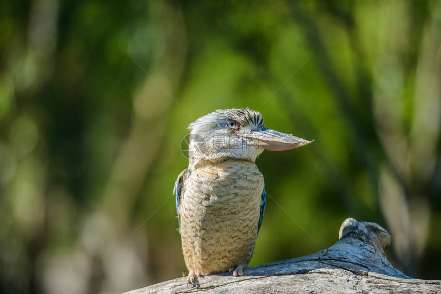 蓝翼Kookab图片