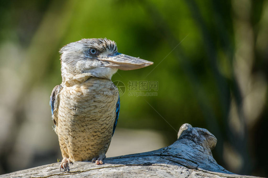 蓝翼Kookab图片