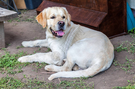 地上的白色拉布多猎犬小狗图片