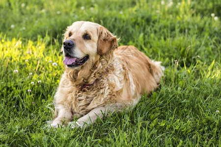 公园里户外的老金毛猎犬背景图片