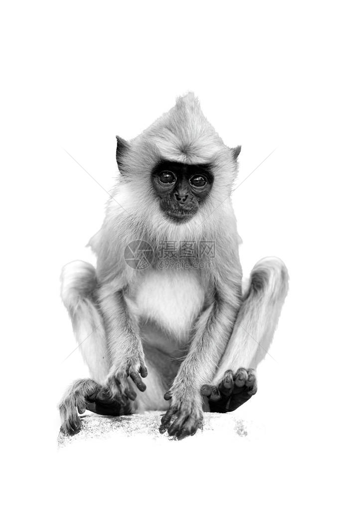 entellus坐在石墙上的猴子宝的白色垂直黑白照片上图片