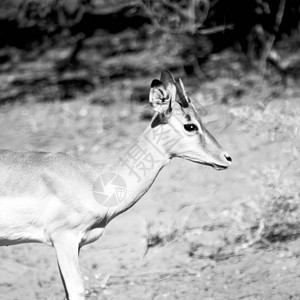 在南非克鲁格公园冬季灌木丛中的野生黑斑羚图片