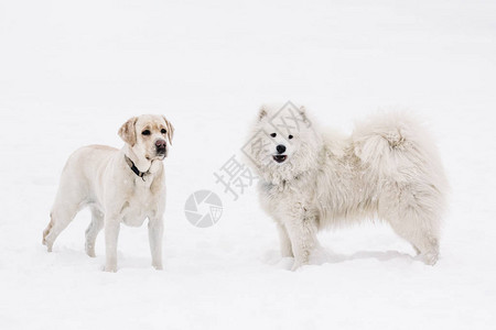 雪中全长站立冬季对狗进行现场培训为狗图片