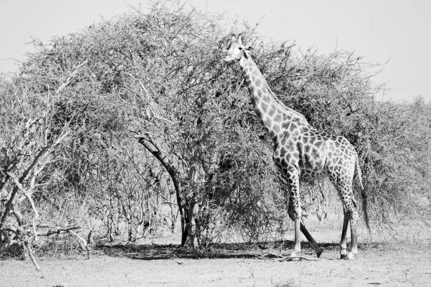 南非洲Kruger野生动物自然保护区和野生图片