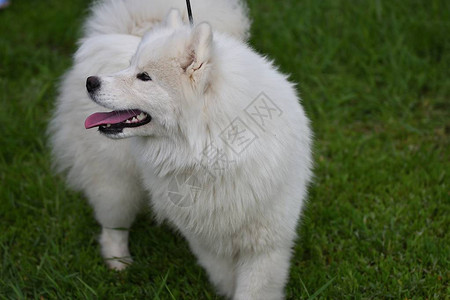 萨摩耶犬在夏日行走图片