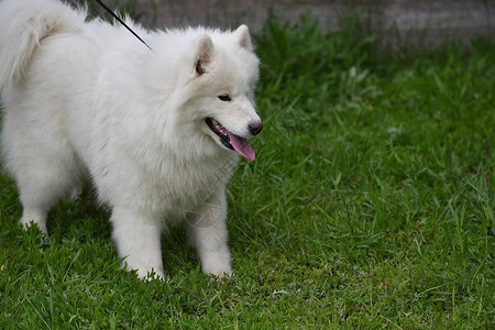 萨摩耶犬在夏日行走图片