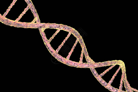 在黑色背景上分离的双螺旋DNA图片
