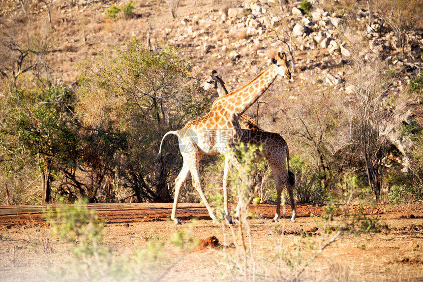 南非洲Kruger野生动物自然保护区和野生图片