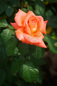 美丽的橙色玫瑰花朵图片