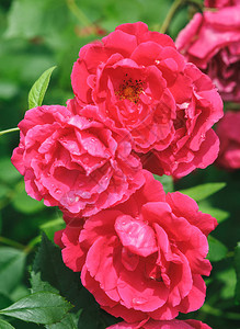 多朵红玫瑰花Rosaodorata在图片