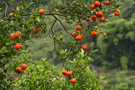 柑桔果实挂满枝头红澄澄的柑橘水果背景