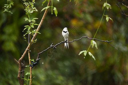 鸣禽雨中树枝上的白鹡鸰鸟类背景