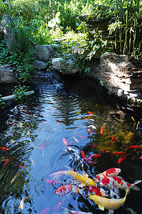 水池俯视锦鲤背景