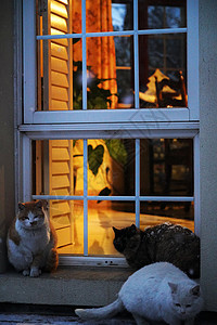 明亮的猫窗户背景