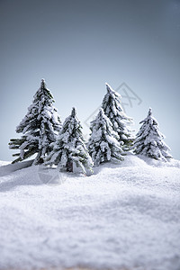 雪后的松树背景图片