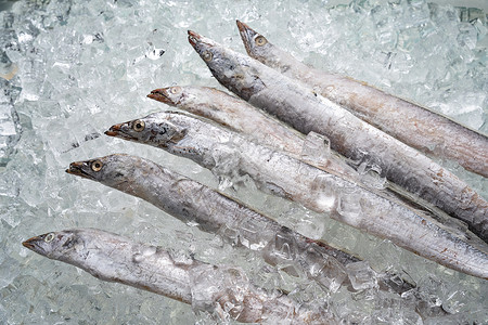 带鱼生物营养高清图片