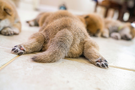 趴在地上睡觉的狗崽背影高清图片