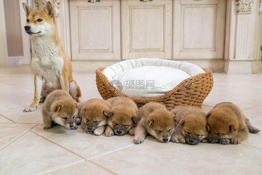 狗妈妈陪伴在孩子们身边图片