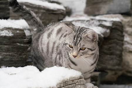 石阶上的可爱花斑猫图片