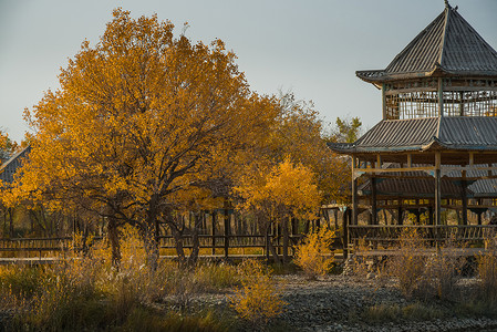 新疆南疆胡杨林森林公园背景图片