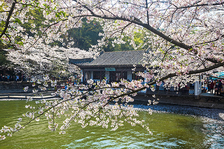 待到樱花烂漫时江苏省无锡太湖鼋头渚樱花背景