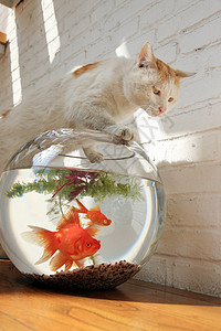 猫选择2013鱼缸背景