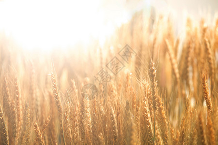 小麦小满金色麦穗丰收麦子艺术字高清图片