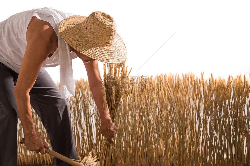 老农民在割麦子图片
