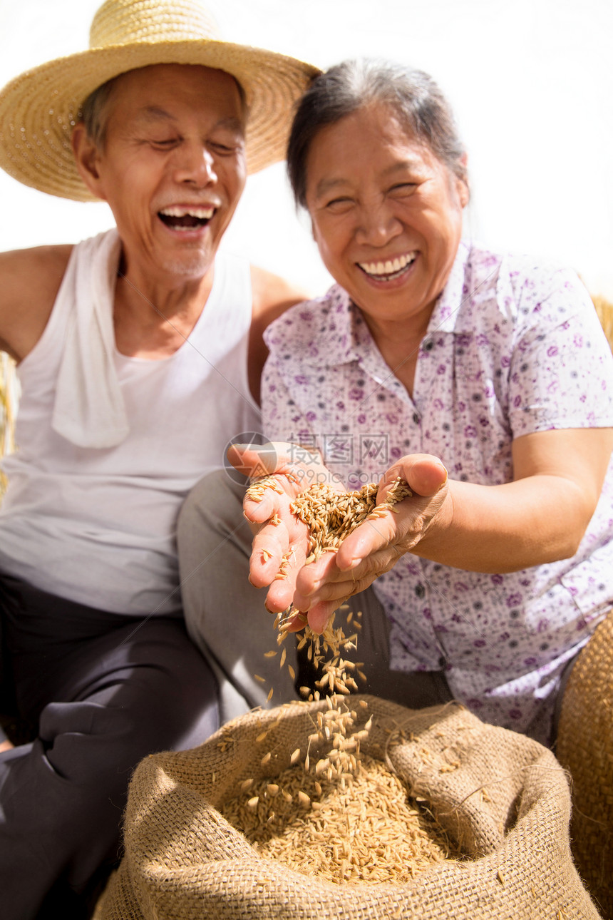 老年夫妇捧着稻谷图片