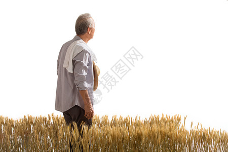 背部和白色农民在麦田里查看小麦背景