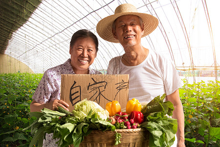 收获白菜农民农民夫妇出示自家蔬菜背景