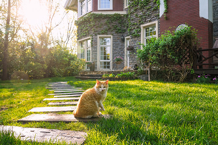 黄色斑纹庭院里的猫背景