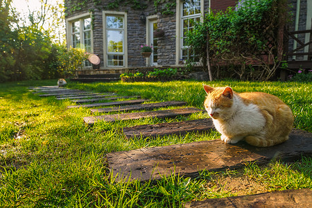 黄色斑纹庭院里的猫背景