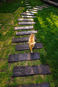 黄色斑纹庭院里的猫背景