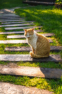 庭院里的猫背景图片