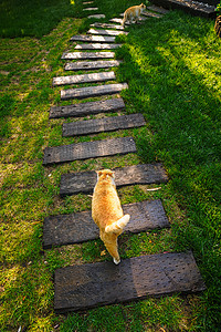 黄色斑纹庭院里的猫背景