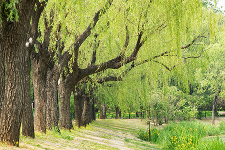 茂盛草地公园里的树林背景