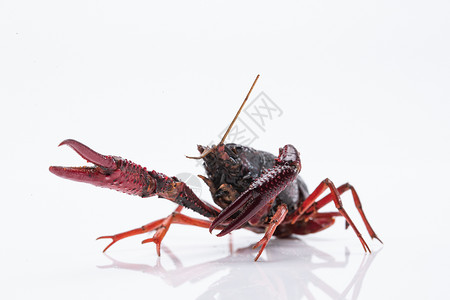 红色蝎子素材小龙虾背景