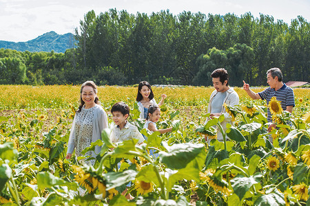 中国无忧花在向日葵花海里的幸福家庭背景