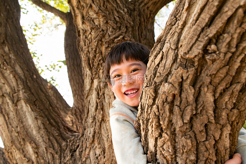 趴在树上的快乐男孩图片