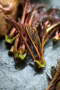 香椿水煮青菜高清图片