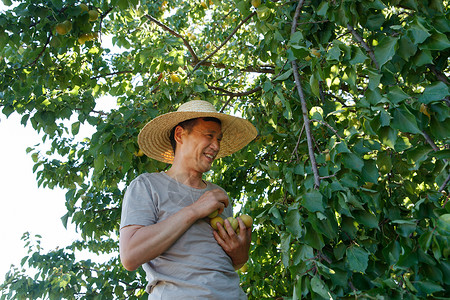 摘杏的农民图片