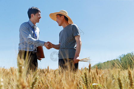 成熟技术科研人员和农民在麦田里交流技术背景