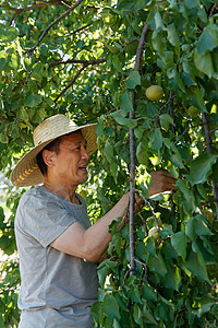 摘杏的农民图片