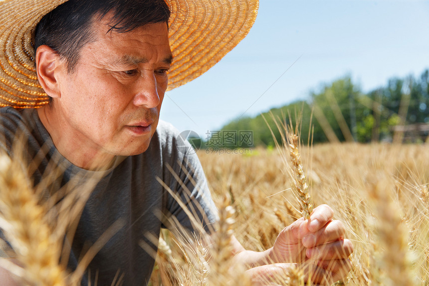 麦田里观察稻谷的农民图片