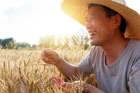 成熟的晴朗的麦田里观察稻谷的农民背景