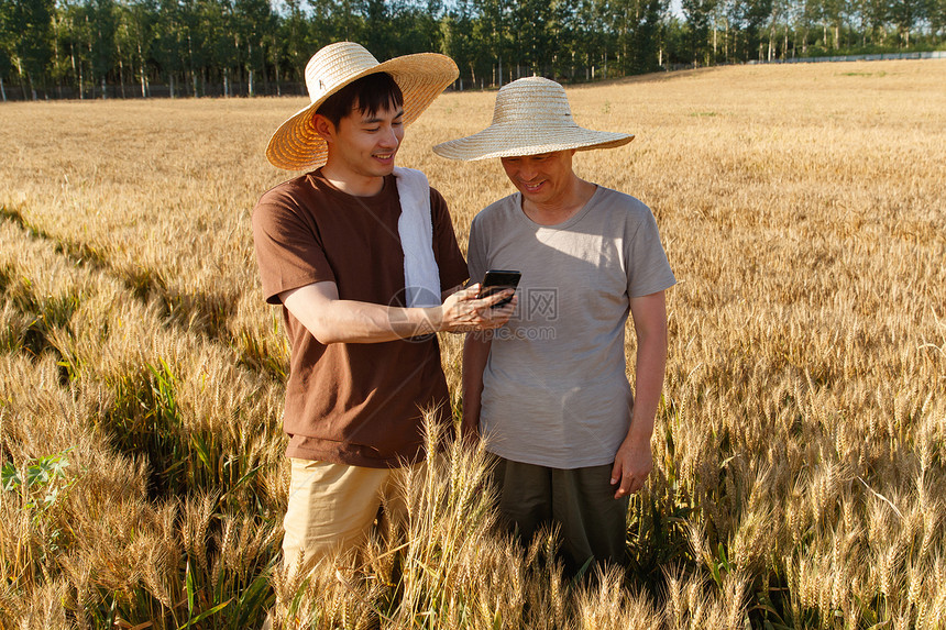 科研人员和农民在麦田里交流技术图片